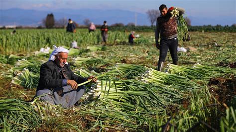  Beyond the Harvest: Unveiling Ancient Turkish Agricultural Wisdom