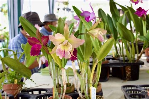  “Orchid Biology: A New Perspective on Tropical Ecology” – Unveiling the Enigmatic World of Orchid Flora